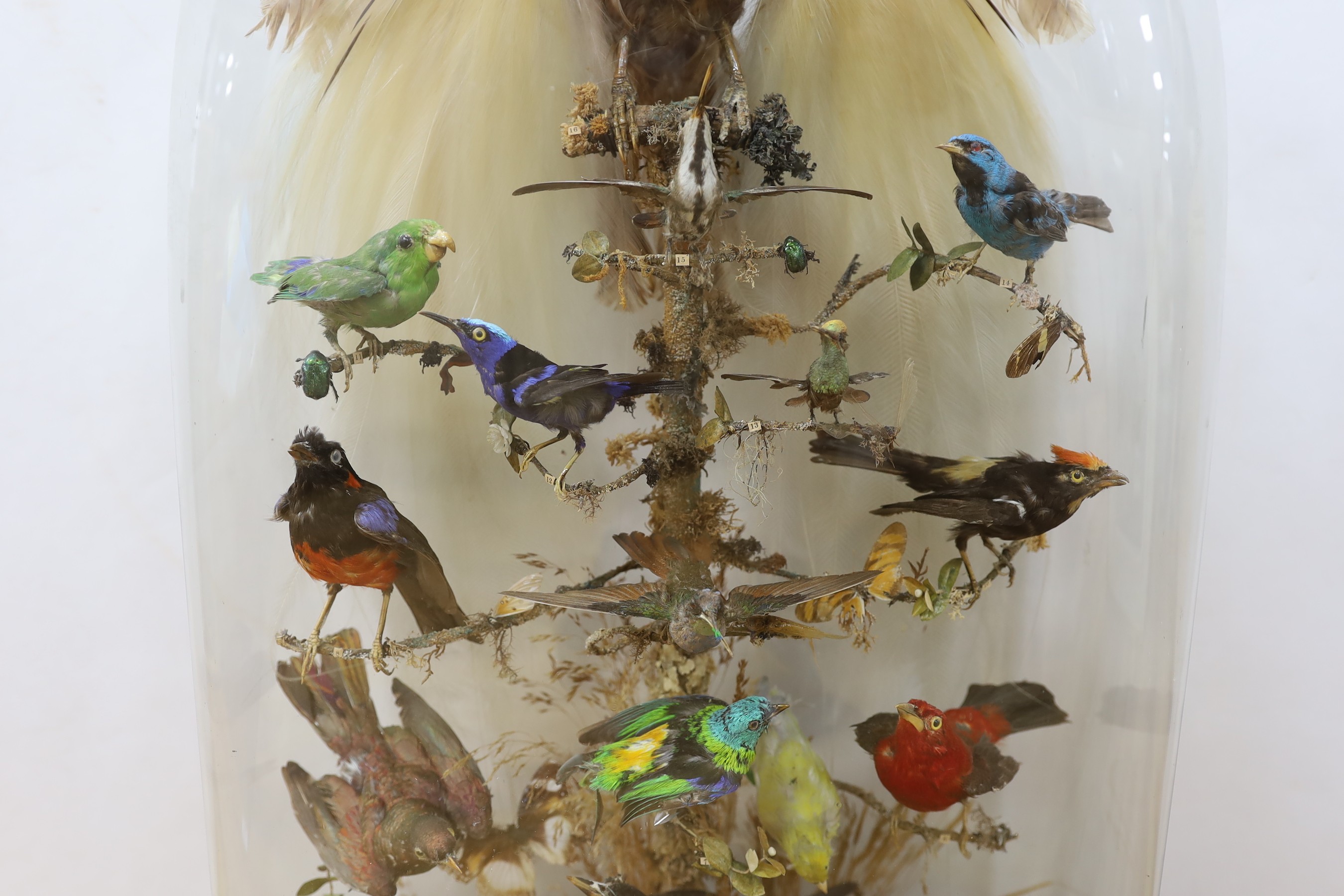 Taxidermy- a late 19th century New Guinea Bird of Paradise and Latin America and Australasian exotic bird group, under a glass dome, 83 cm high